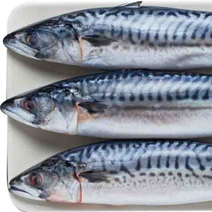 Fish Mackerel Egypt