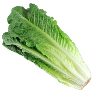 Lettuce