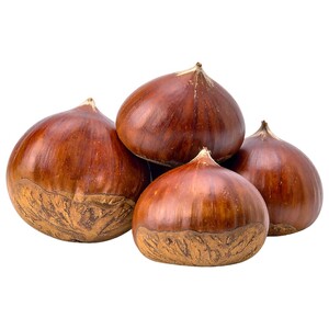 Chinese Chestnut