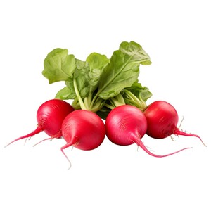 Raddish