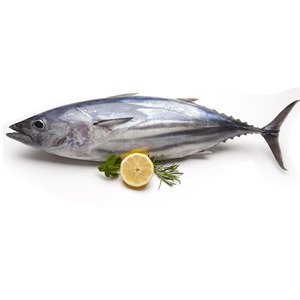 Fish Jesh Small Promotion