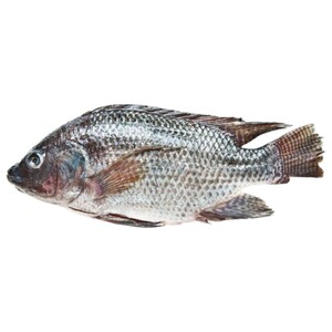 Fresh Tilapia Scaled