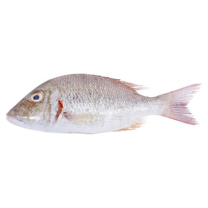 Fresh Fish Shahari Big Local