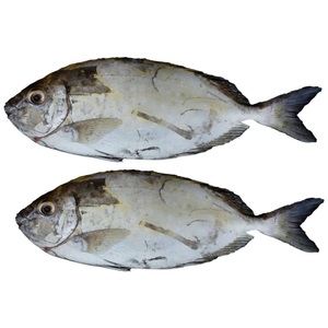 Fish Safi