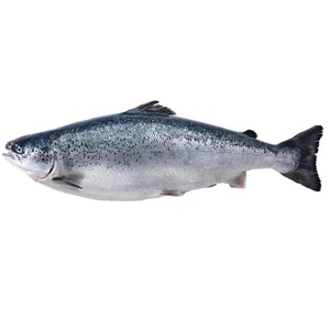 Fish Salmon Promotion