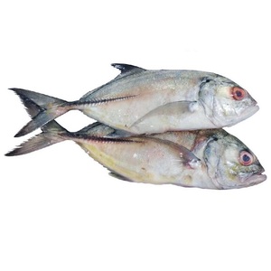 Fish Jesh Big
