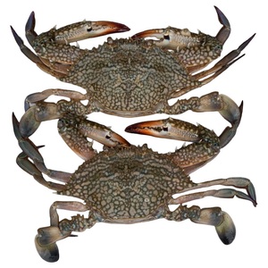 Fish Crab Big
