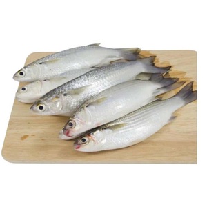 Fish Chemban Promotion