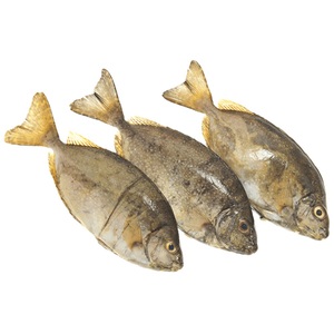 Fish Safi Promotion