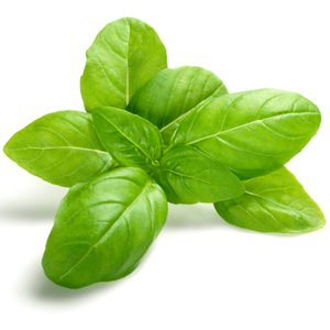 Basil - حبق