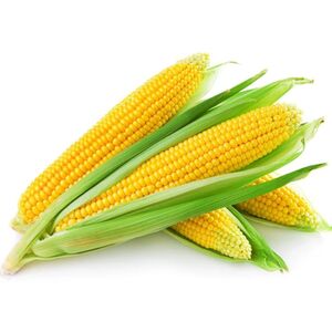 Fresh Sweet Corn
