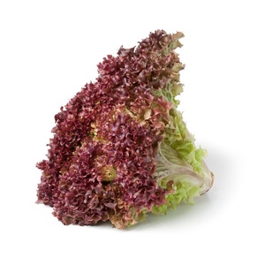 Lettuce Lollo Rosso