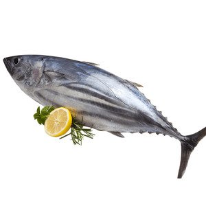 Fish Tuna